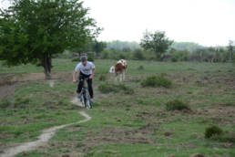Sporticus